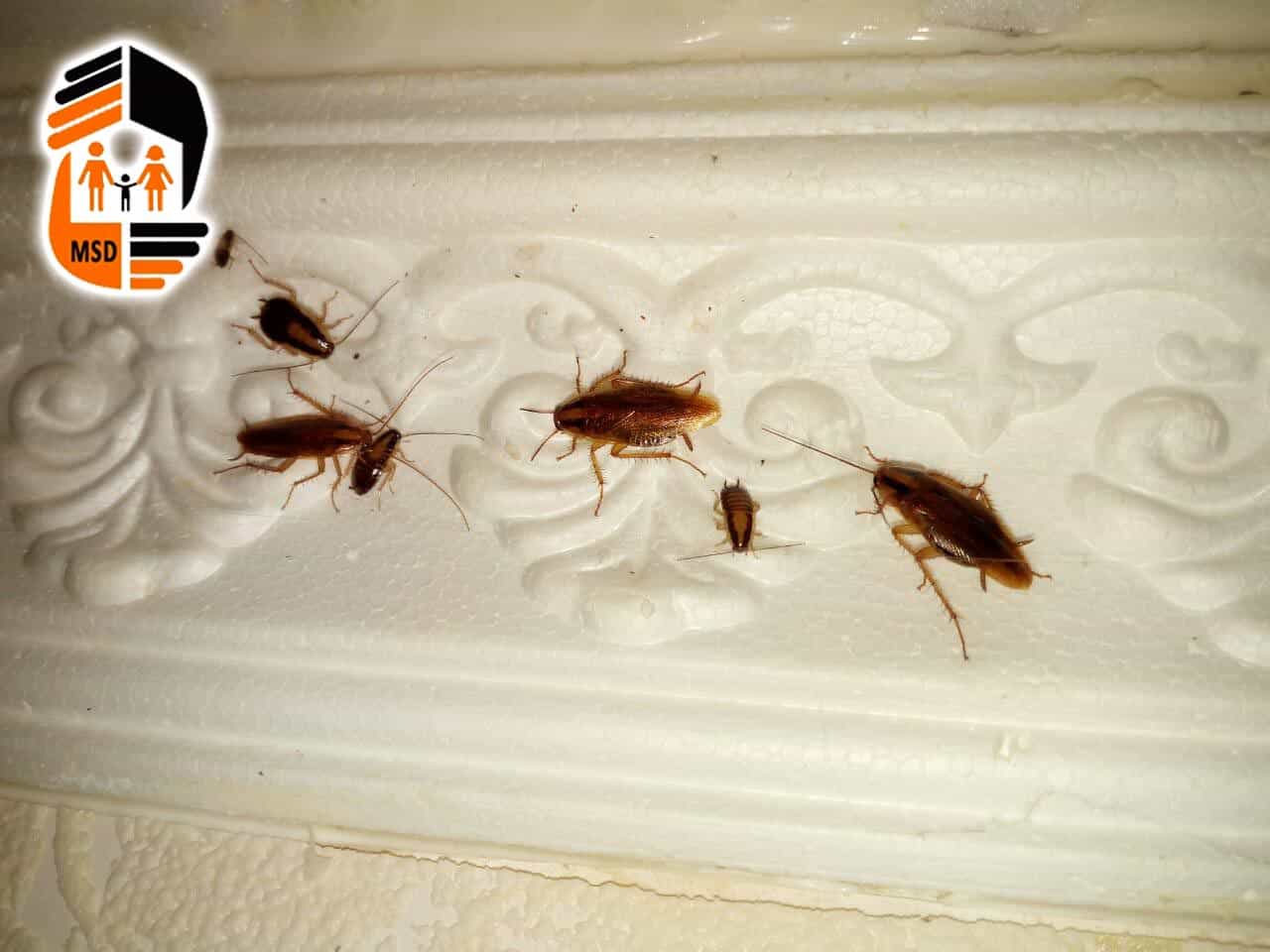Интенсивность размножения тараканов