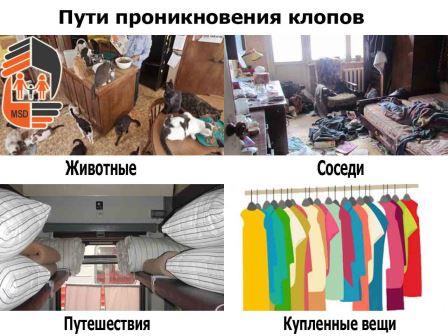 Как вывести клопов из квартиры фото Как вывести клопов из квартиры