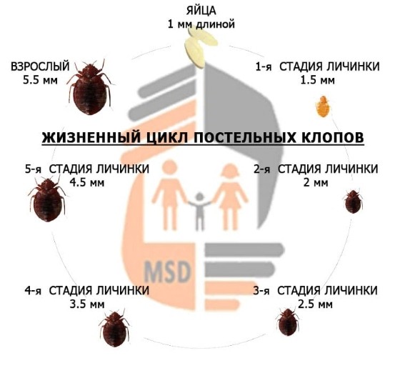 дезинфекция клопов в Москве