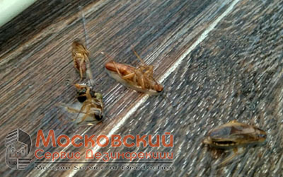 уничтожение тараканов в Москве